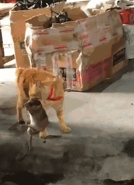 女司机无证超速驾驶酿悲剧 动图 姑娘这手速咋练的?