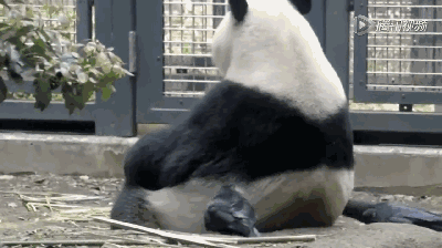 乌鸦明目张胆薅国宝的毛筑巢? 网友:窝中爱马仕