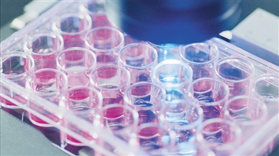 裴端卿团队找到用体细胞制备干细胞的“魔法药水”。