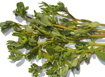 杏仁菜有什么功效作用