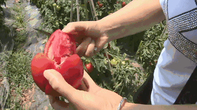 就在记者赶到前一个小时,有商户来订购拉走了六百斤西红柿.