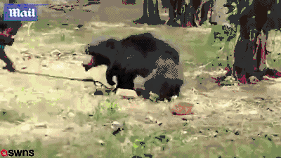 印度黑熊咬死1对夫妇又重伤7人 后被村民打死(图)