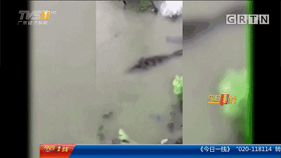 广州流溪河抓到一条大鳄鱼 网友为怎么吃吵翻了