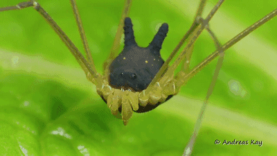 小姐姐，是谁给你的勇气来张开双臂的？