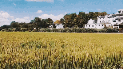 壁纸 成片种植 风景 植物 种植基地 桌面 400_225 gif 动态图 动