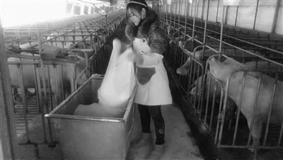 煤老板家甜妹子当了“猪倌” 养猪7年成“专家”,最高年入百余万