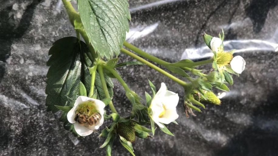 草莓招惹谁了？“最脏水果”帽子从去年飞到今年