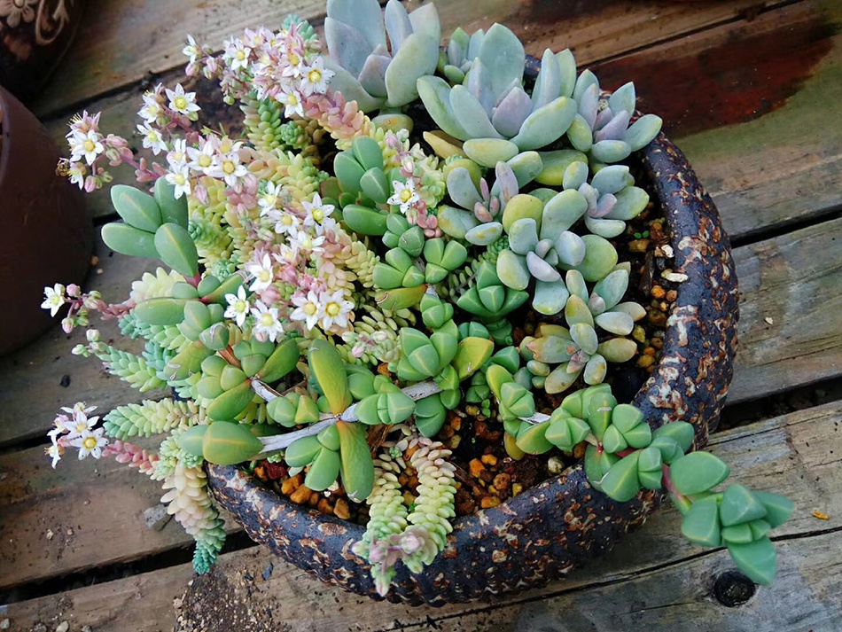  今年5月，小雪一时兴起，买了很多盆植物放在家里，多肉植物是其中养的最好的植物。