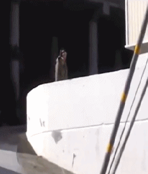 这婚纱真白 好期待女朋友穿上是什么效果额