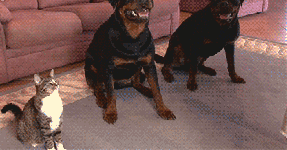 训犬师教你如何正向训练狗狗?