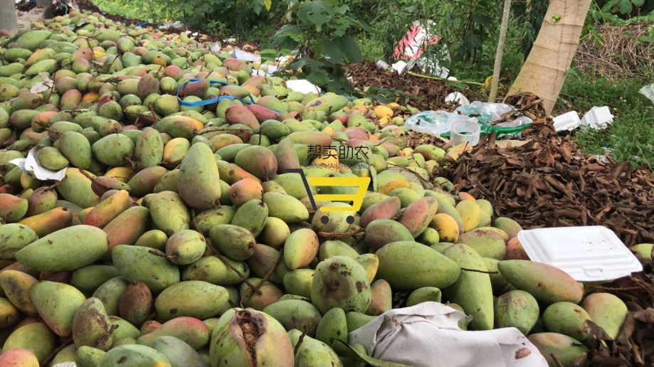 紧急助农!数万亩海南芒果滞销,价格暴跌仍无人