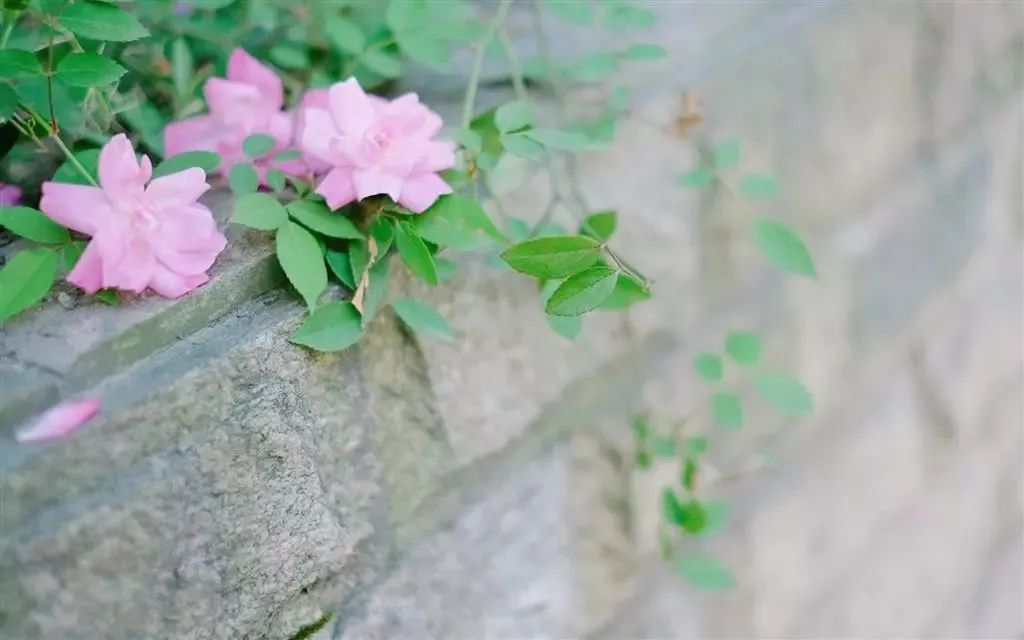 愿有一方小院,静看繁花盛开