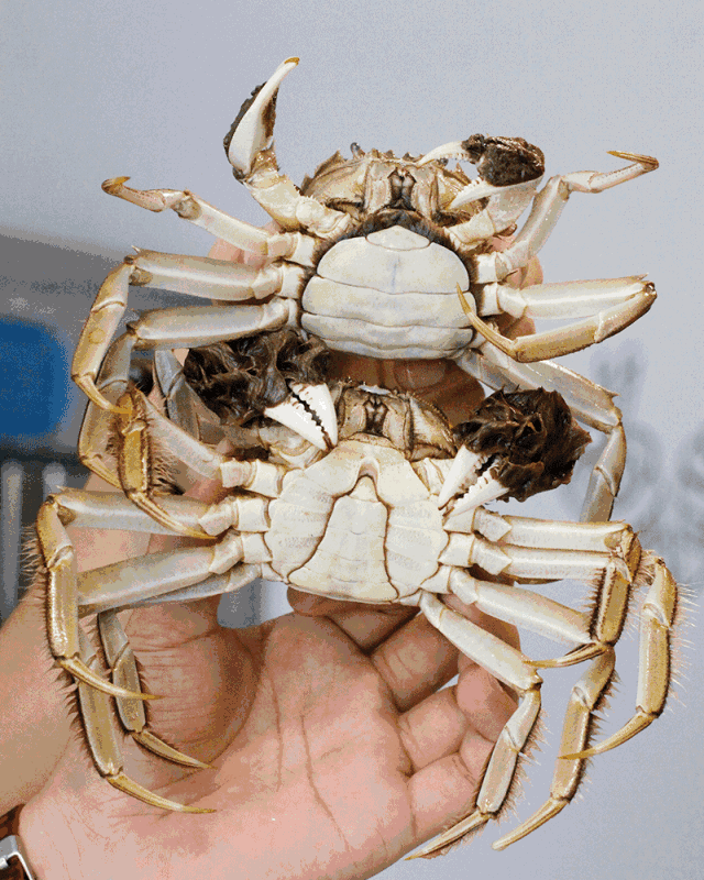 药材 中药 640_800 竖版 竖屏 gif 动态图 动图