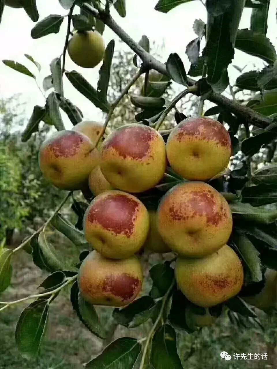 诗歌|金秋十月--沾化冬枣红