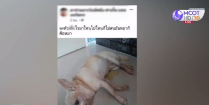 男子虐狗杀狗还拍持枪照阿拉善英雄会1v7?母亲