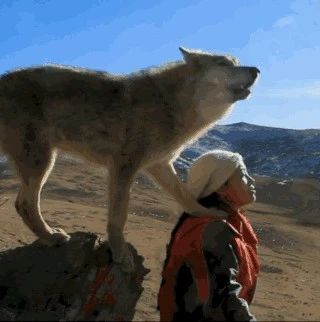 23岁姑娘养大一匹狼，送它重返狼群，4年后他们重逢了…