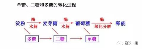 谢娜颖儿减肥方法