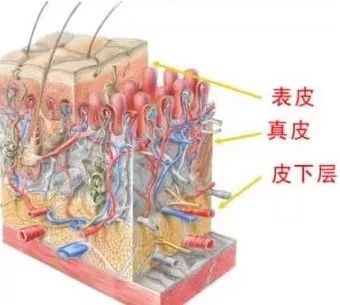 皮肤层次