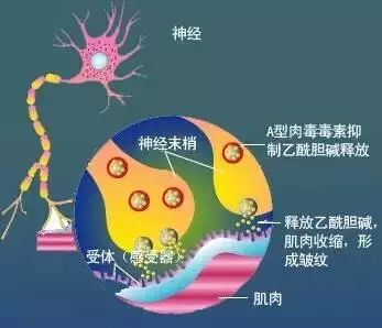 肉毒素