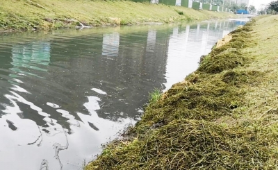 大爷组合自制工具 清理水草确保河流畅通