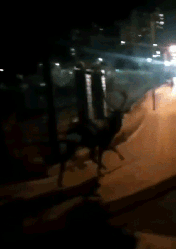 大象没丢鹿丢了 一只壮硕的鹿在北京街头飞奔(图)