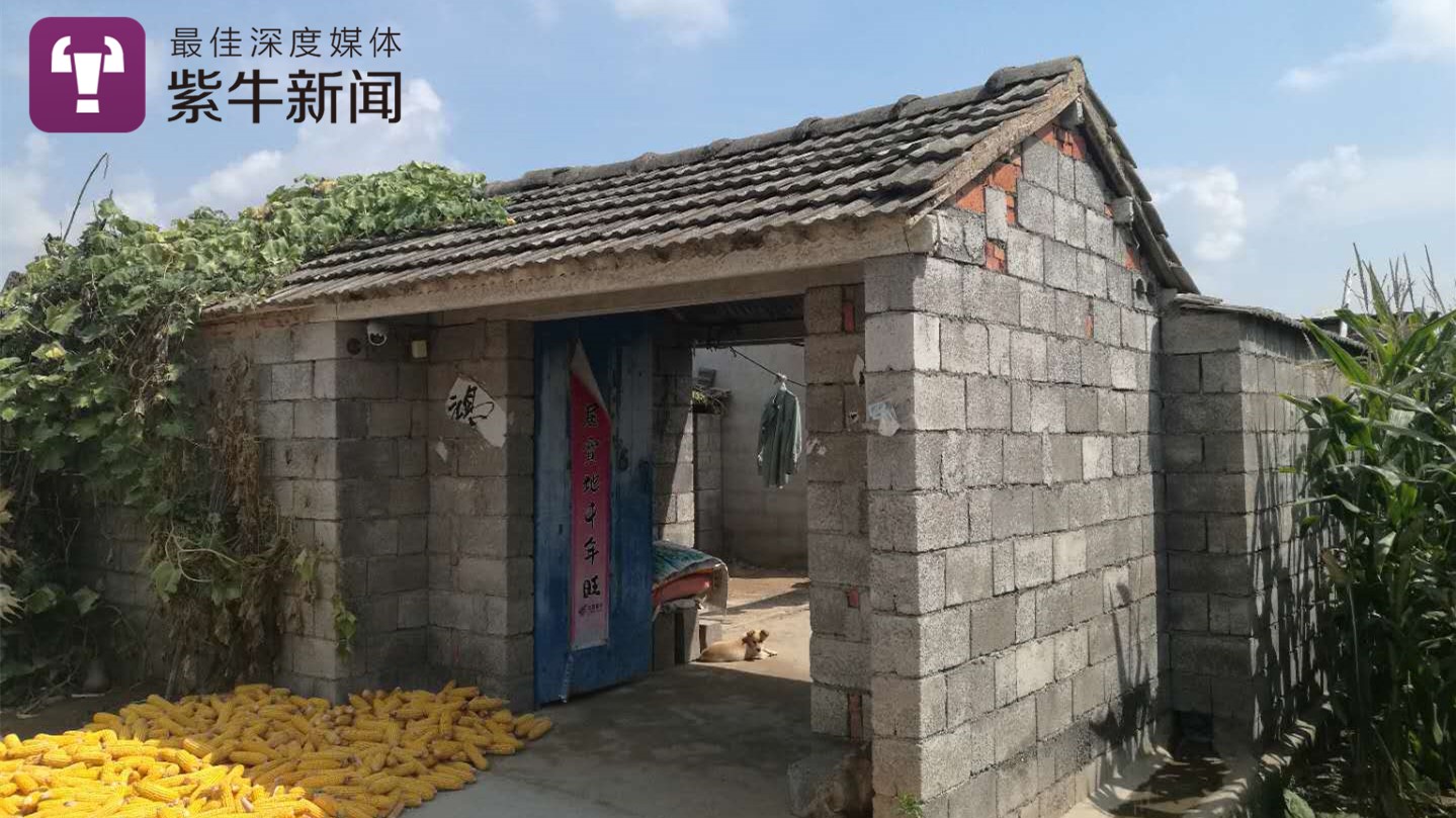 邳州张峰的家，门口堆满了玉米