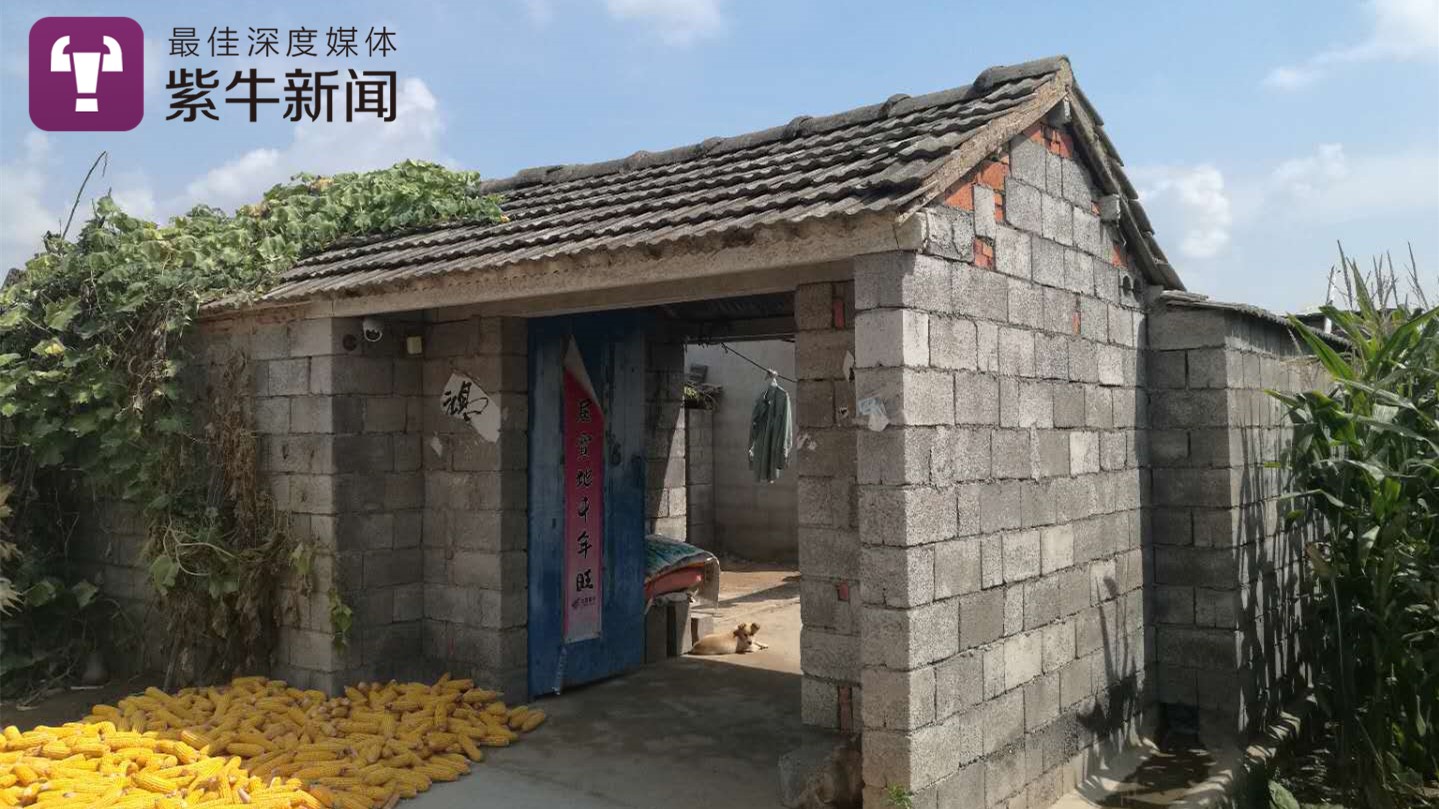 邳州张峰的家,门口堆满了玉米