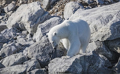 太揪心 北极熊吃起了塑料袋