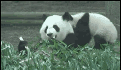 中国大熊猫惨遭