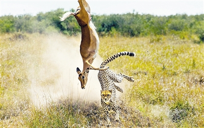 腾空秀杂技 非洲黑斑羚“躲”猎豹