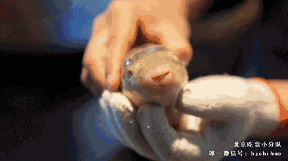 集结日式,中式,创意做法的河豚专门店 河豚身带剧毒,动不动就气成球