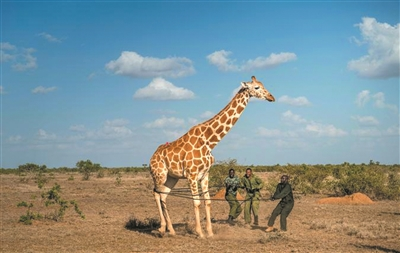 温驯的长颈鹿也会主动攻击 甩出去的头和飞踢一脚都很致命
