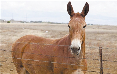 骡子怀孕必死真相 这些生育秘密你知道吗