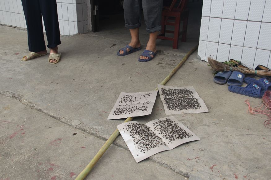 粘蝇板是当地村民必备日常用品
