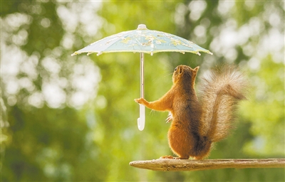 梅雨季来临 看看这些动物的躲雨“神器”