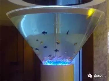如何养鱼才能为你招来好运？ | 风水改善运势