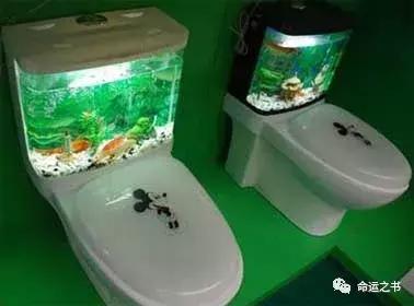 如何养鱼才能为你招来好运？ | 风水改善运势