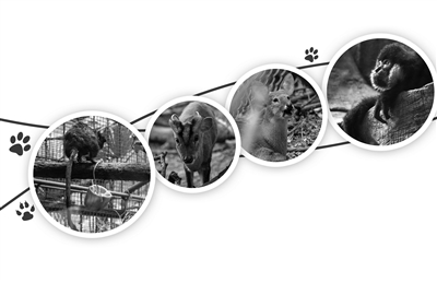 科普达人微博直播带你“逛”动物园