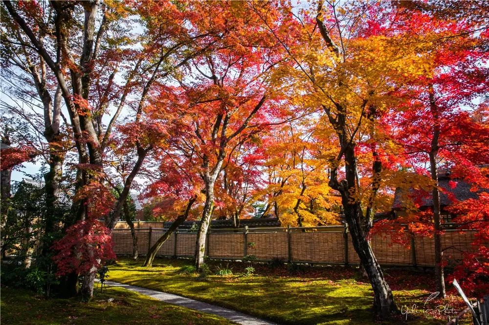 五入京都,探寻日式庭院的细节之美