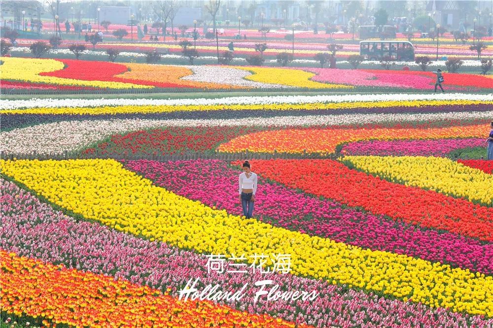 去荷兰花海!你不可错过的盐通高铁最新消息!