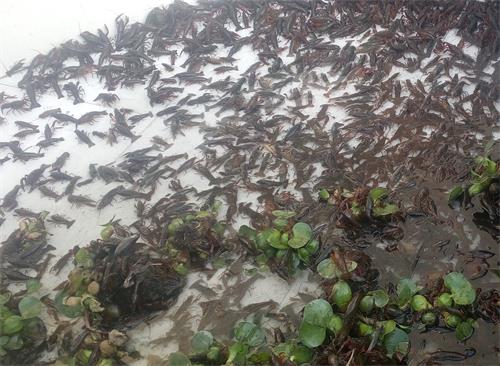 铜梁大庙镇:小龙虾养殖基地多种经营促效益