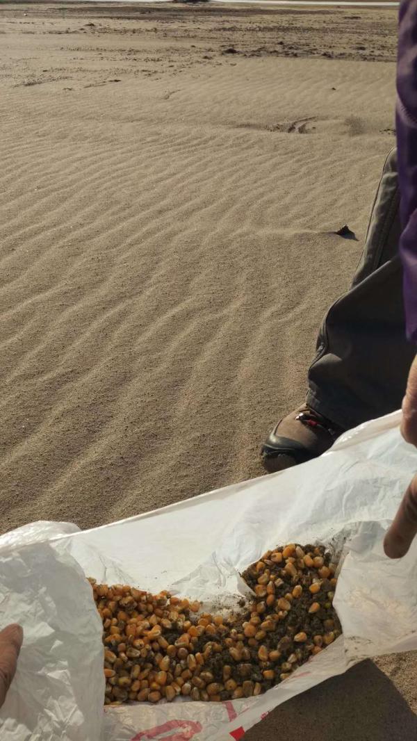 辽河流域巨流河桥上游河滩上发现的玉米粒,警方和周海翔均判断为有毒诱饵
