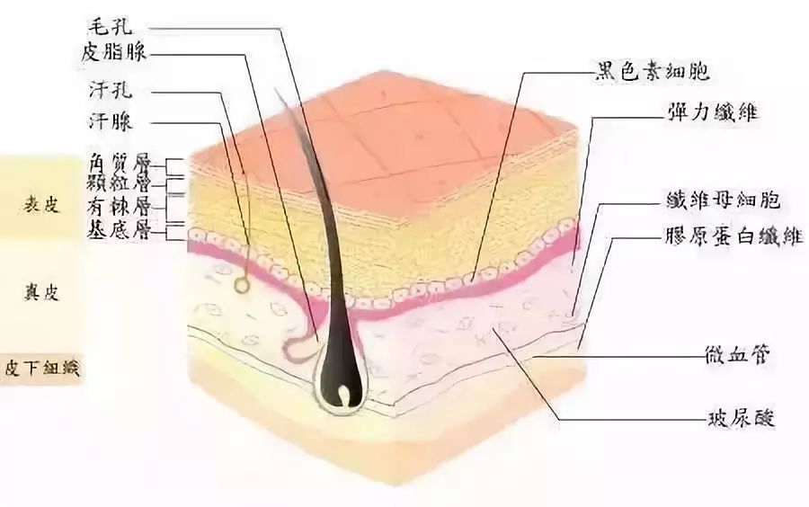 玻尿酸