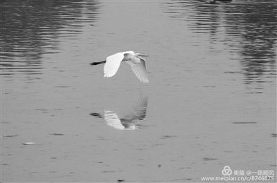 诗意莲花湖