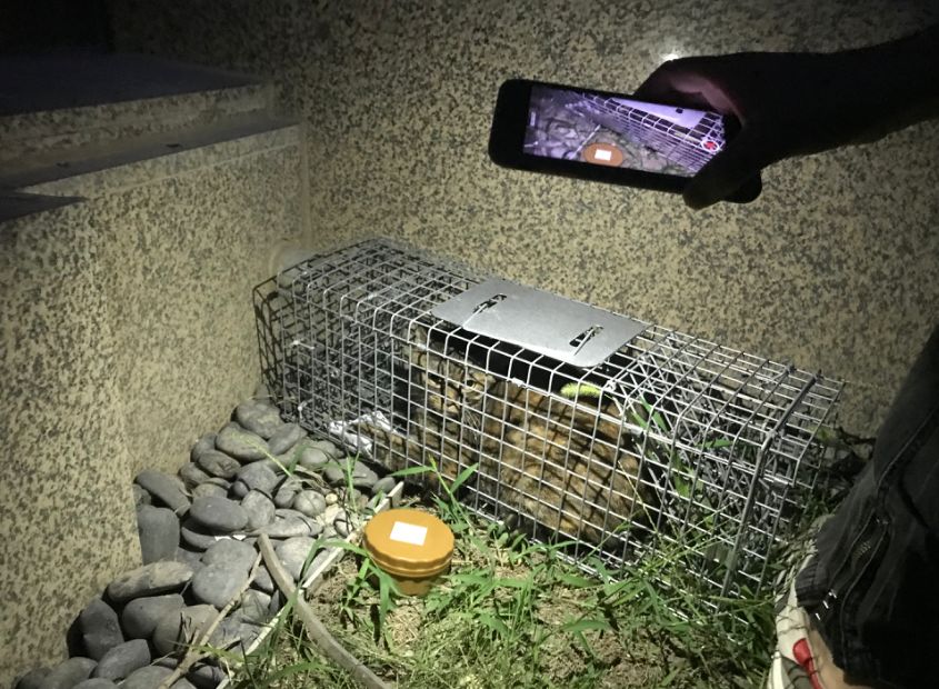 ▲丢失20天后,“球球”在食物的诱惑下钻进了捕猫笼。新京报记者祖一飞 摄