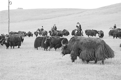 格尔木市有多少人口_格尔木市地图(2)