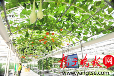 色飘香浓情相约 建湖名特优农产品走俏上海滩