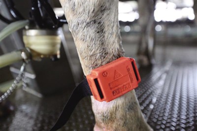 现代牧场里带着计步器的奶牛 资料图片