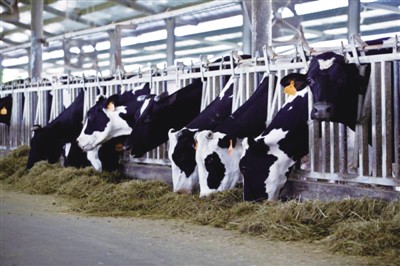 现代牧场的奶牛 资料图片