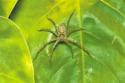 白额高脚蛛成网红灭蟑神器